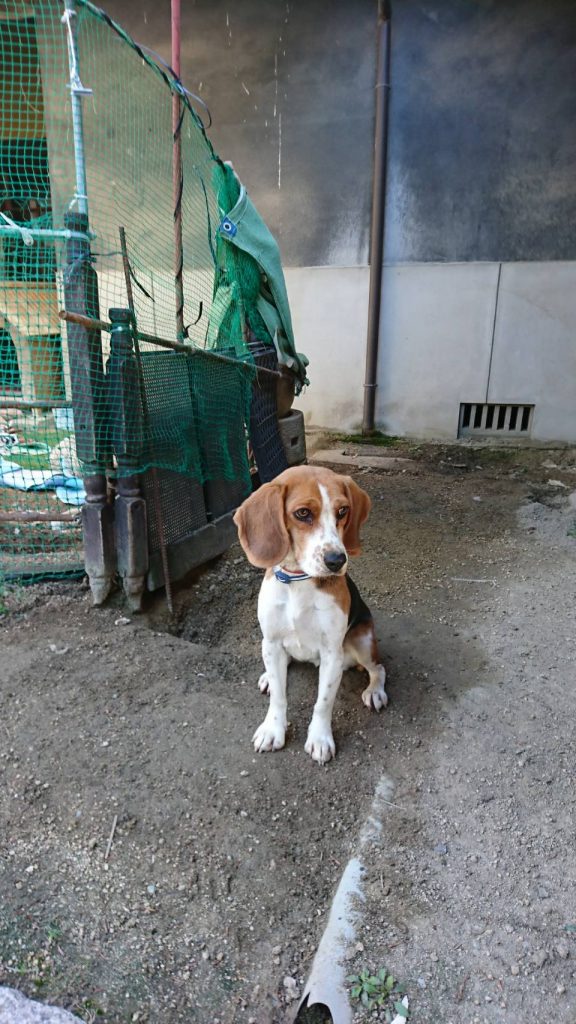 早島町　お客様の家の犬さん①