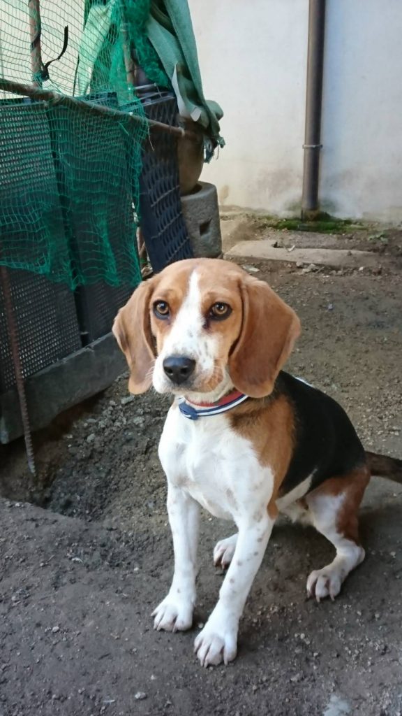 早島町　お客様の家の犬さん②