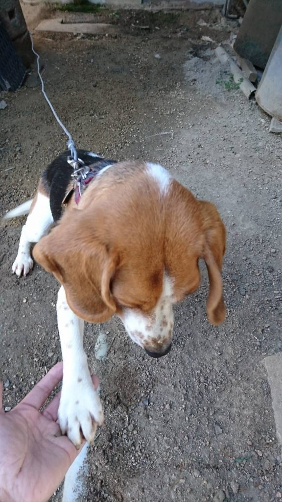 早島町　お客様の家の犬さん③