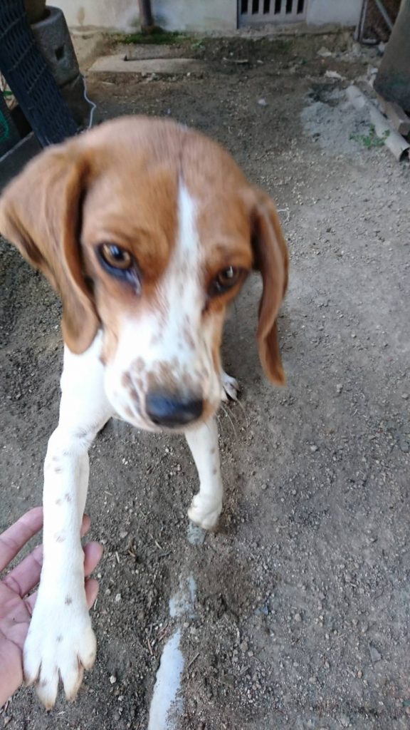 早島町　お客様の家の犬さん④