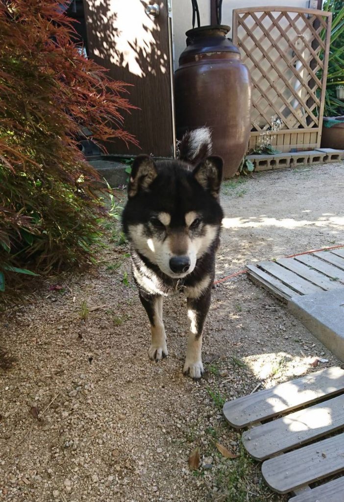 早島町天井工事　犬さん①