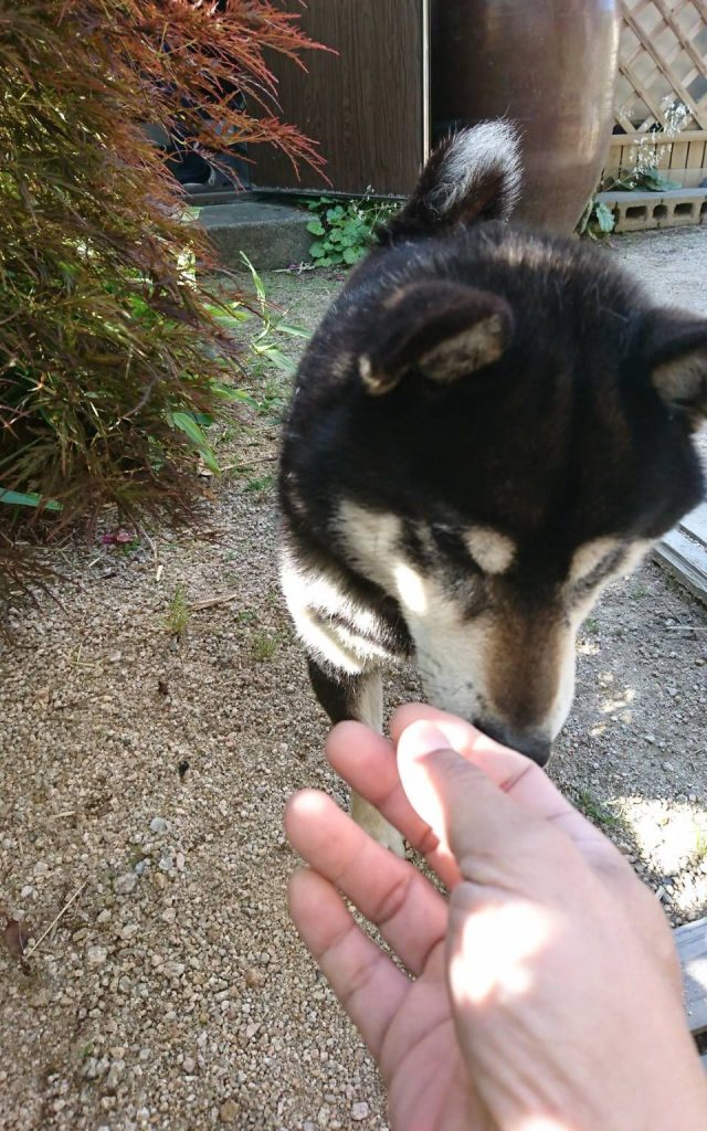 早島町天井工事　犬さん②