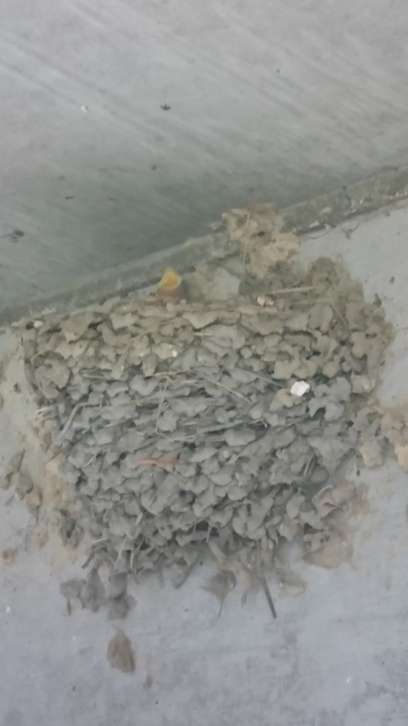 早島町　燕の巣の写真