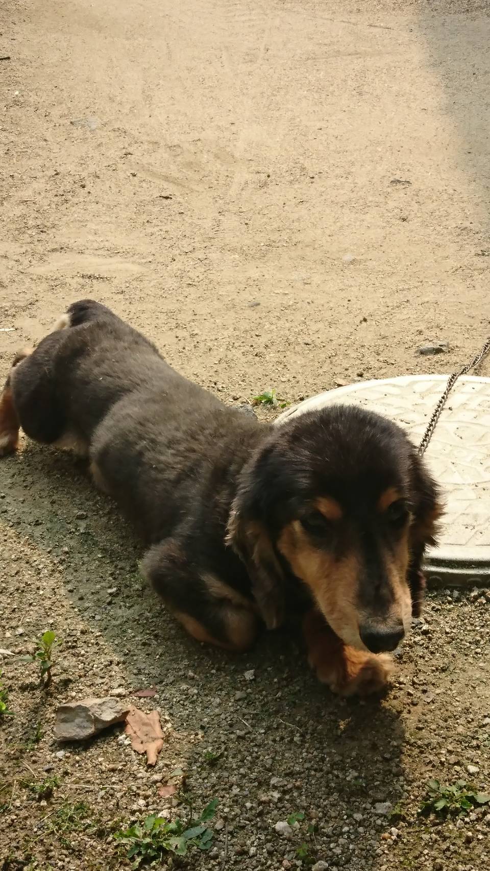 かわいい犬さん 1 早島町の家づくり物語