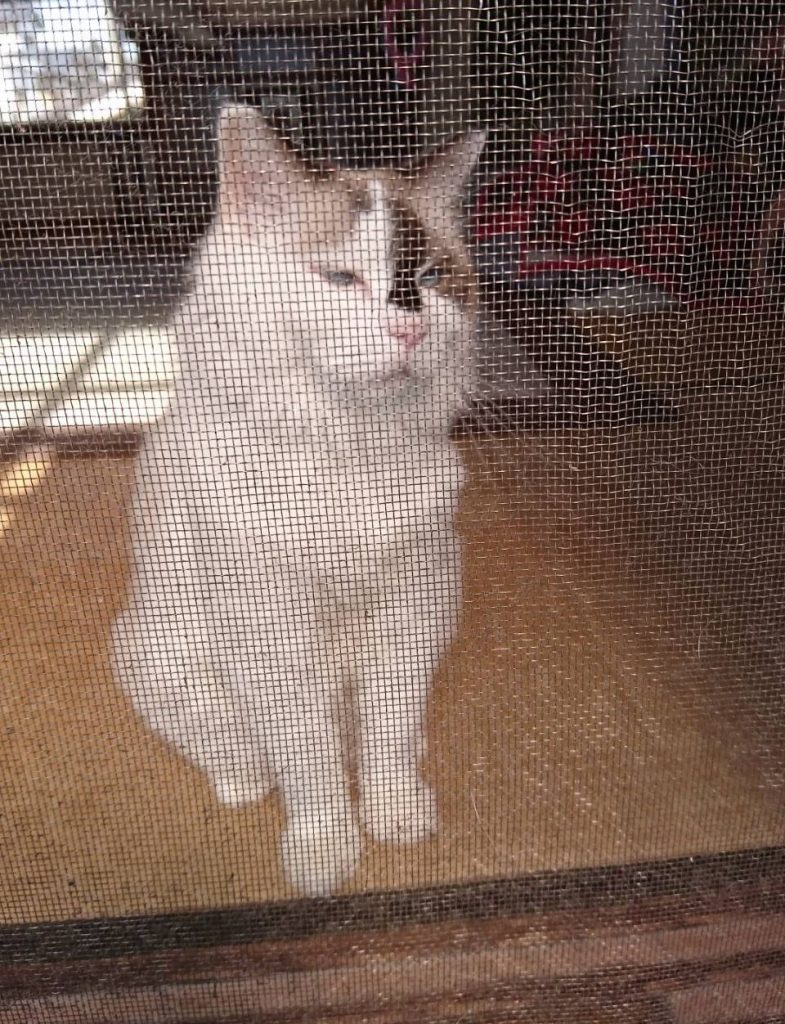 かわいい猫さん