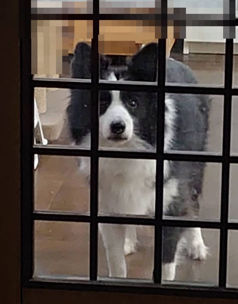 かわいい犬さん かわいい犬さん