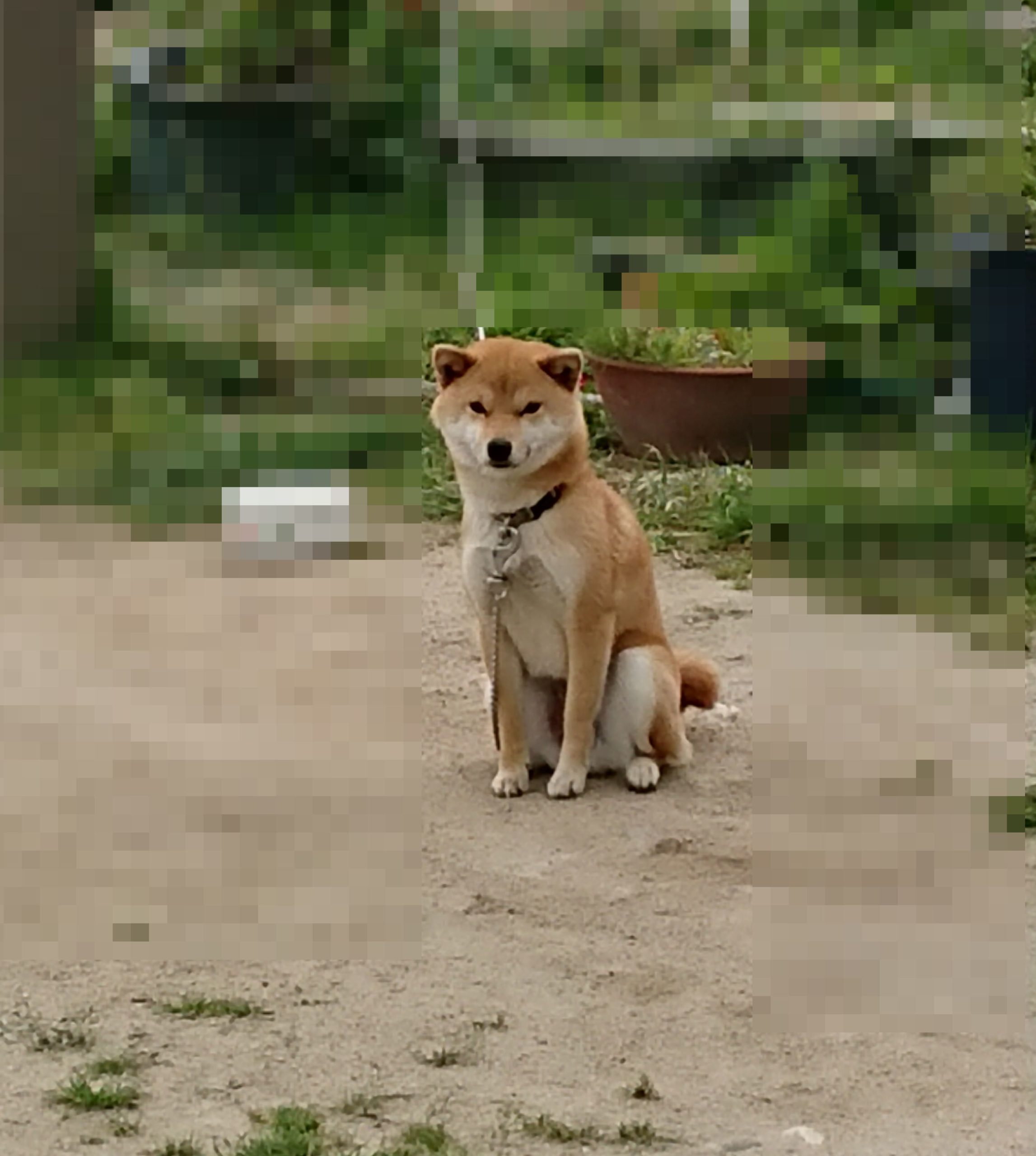 かわいい犬さん 早島町の家づくり物語