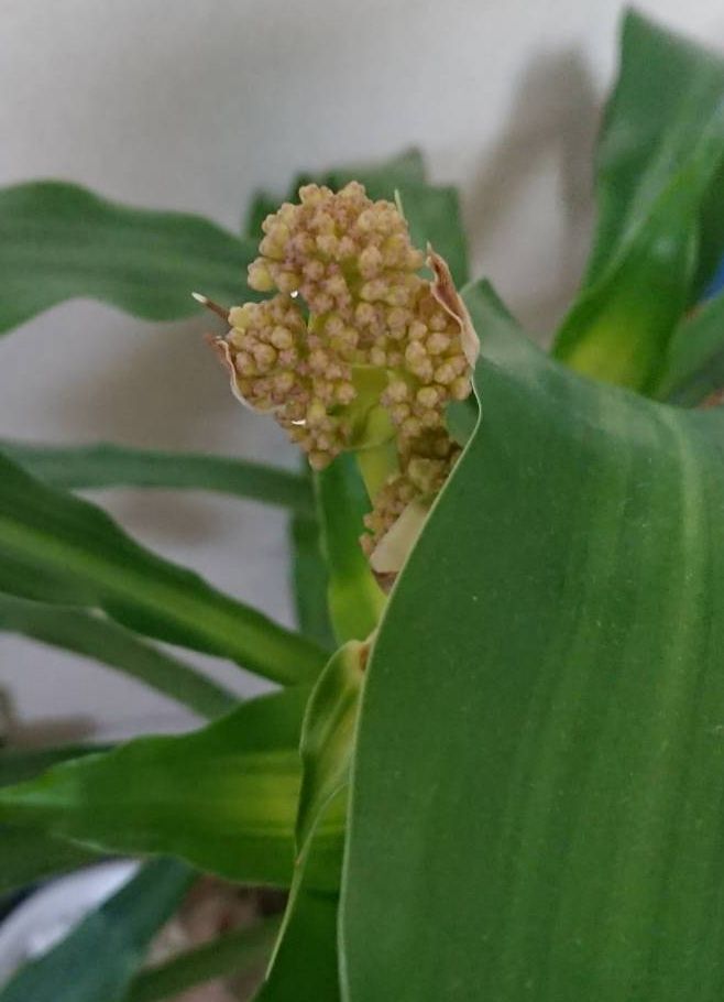 我が家の観葉植物 早島町の家づくり物語